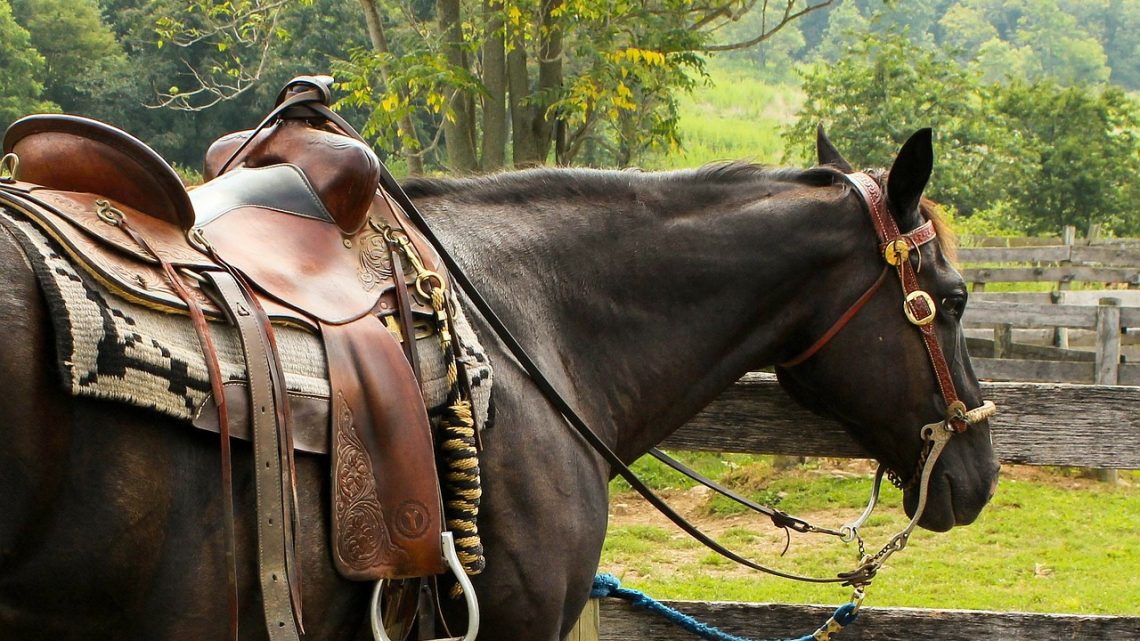 Zoom sur le tapis de selle pour le cheval